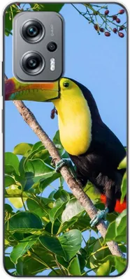 Produktbild von König Design Hülle kompatibel mit Xiaomi Redmi K50i Kunststoff Soft Handyhülle - Handy Case Tucan