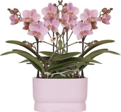 Produktbild von üppig blühende Zimmerorchideen Orchideen-Set Treviso Rosé altrosa 2xØ9cm Blüten
