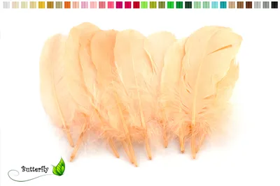 Produktbild von 10 Gänsefedern 15-20cm, Farbauswahl:apricot 714