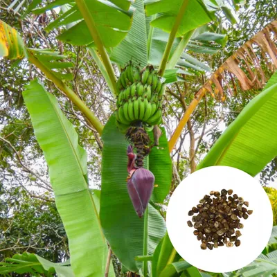 Zdjęcie produktu dla Nasiona bananowca - zestaw 10 sztuk - Szybkorosnący - Musa Acuminata - Bananowiec karłowy