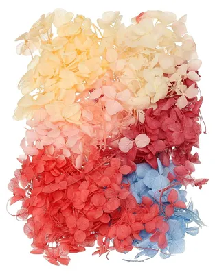 Productafbeelding van Gedroogde hortensiabloemen - Natuurlijke bloemenset - Voor decoratie en bloemschikken - Hydrangea Paniculata