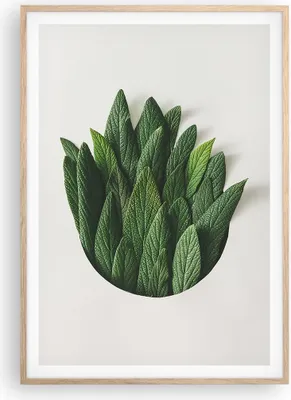 Produktbild von Gerahmtes Poster - Rahmen in heller Eiche - Salbei Medizin Blätter - 70x100 cm - Wand Bild - Wanddeko - Wandbilder - Kunstposter - Wandposter - Bilderrahmen - Bilder - Kunstdruck - P2NPA70x100-4859