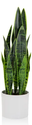 Produktbild von bümö plants Kunstpflanze Bogenhanf (sansevieria)