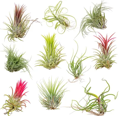 Produktbild von Bloomique - 10er Mix - Tillandsia - Tillandsien - Luftpflanzen Echt - Sehr Pflegeleicht - Höhe 5-15 cm