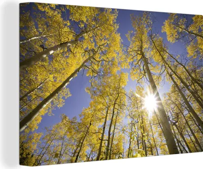 Produktbild von OneMillionCanvasses® - Leinwandbilder - 150x100 cm, Sonne - Bäume - Himmel, Wandbilder Kunstdruck Wanddekoration