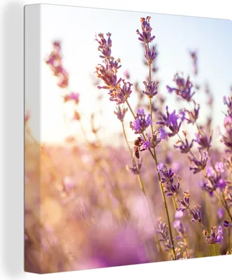 Produktbild von OneMillionCanvasses® - Leinwandbilder - Bild auf Leinwand Wandbild Leinwandbild Lavendel - Nahaufnahme - Sonne - Blumen - Lila, 90x90 cm, Kunstdruck Wandkunst Gemälde auf Holzrahmen - Malereien - Wandschmuckes