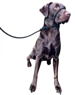 Produktbild von Hundegeschirr Hundehalsband - Anti-Zug - Schwarz - Für Spaziergänge