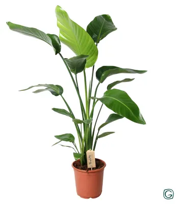 Zdjęcie produktu dla Strelitzia Nicolai - 90-100cm - Ø21cm - Roślina doniczkowa - Zimozielony