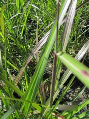 Produktbild von Miscantus sinensis Dronning Ingrid - Chinaschilf Dronning Ingrid