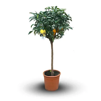 Image de Citronnier yuzu - agrume méditerranéen - arbre fruitier - ↕ 110-120 cm - ⌀ 24 cm, Image générée par une IA