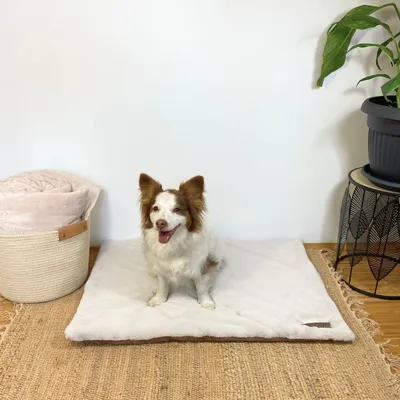 A dog is sitting on a cream-colored dog mat in a room with a basket of blankets and a plant in the background.