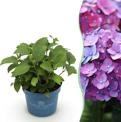 Produktbild von Hydrangea Endles Summer Love Lila - Hortensie - Winterhart - Lila - 20-25cm - Ø14cm - Gartenpflanze