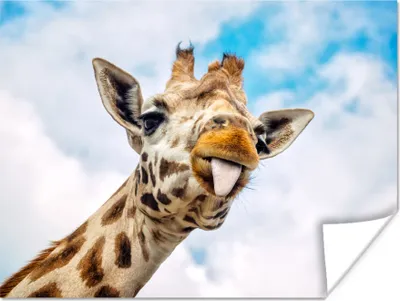 Produktbild von MuchoWow® Poster Giraffe - Lustig - Zunge - Kinder - Jungen - Mädchen - Kind 120x90 cm - Wandbild