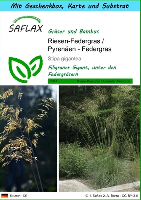 Produktbild von SAFLAX - Geschenk Set - Gräser-Bambus-Riesen-Federgras / Pyrenäen - Federgras - 10 Samen - Mit Geschenk- / Versandbox, Versandaufkleber, Geschenkkarte und Anzuchtsubstrat - Stipa gigantea