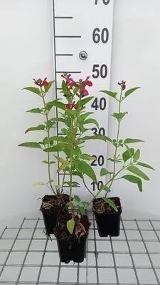 Produktbild von 6 x  Salvia microphylla (grahamii) - Sternmoos - Topf 9 x 9 cm