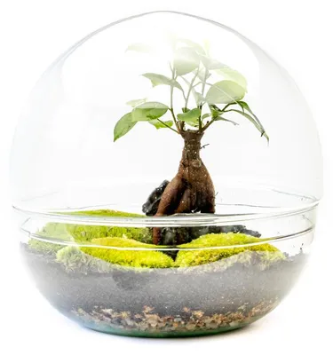 Obrázok produktu pre Sklenené terárium Gardners s guľatým tvarom – výška 27 cm, priemer 27 cm – osadené rastlinou Ficus Microcarpa Ginseng