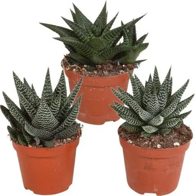Produktbild von Sukkulenten Mix Gasteria Haworthia 3 Pflanzen Ø8,5cm Mini Zimmerpflanzen