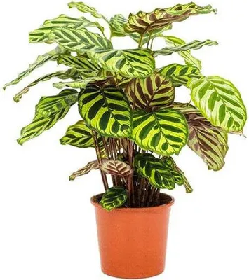 Produktbild von Pfauen-Korbmarante Calathea Makoyana Zimmerpflanze Ø17cm 55cm Exotische Deko