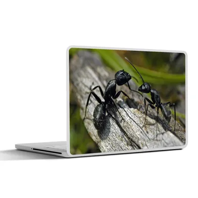 Produktbild von MuchoWow® Laptop Aufkleber Sticker Cover Ameisen - Rüssel - Tiere 30x21 cm - Sticker für Laptop - Selbstklebend