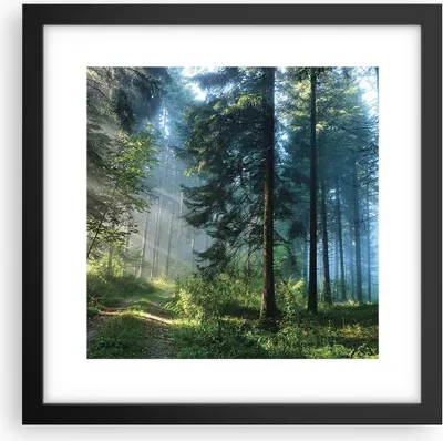 Produktbild von Gerahmtes Poster - Schwarzer Rahmen - Wald Dämmerung die Sonne - 30x30 cm - Wand Bild - Wanddeko - Wandbilder - Kunstposter - Wandposter - Bilderrahmen - Bilder - Kunstdruck - P2BAC30x30-4398