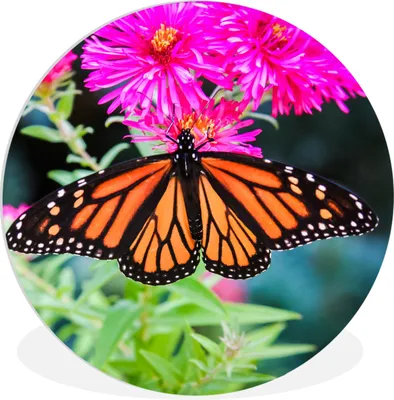 Produktbild von MuchoWow® Rundes Wandbild - Runde Bilder Schmetterling - Botanisch - Blume Ø 60 cm Kreis Wanddekoration Kunststoff - Wandkreis - Wandschmuck - Wand Kreis - Das Schlafzimmer - Die Bilder - Wandmalerei - Kunst für das Haus - das Plastik