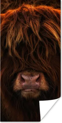 Produktbild von MuchoWow® Poster Schottischer Highlander - Leicht - Tier 75x150 cm - Dekoration für die Wände