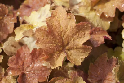 Produktbild von Heuchera villosa 'Caramel', Purpurglöckchen, orange, ca. 11x11 cm Topf
