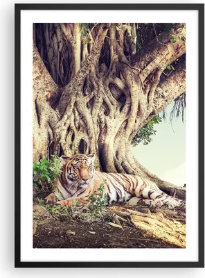 Produktbild von Gerahmtes Poster - Schwarzer Rahmen - Tiger Wild Baum - 50x70 cm - Wand Bild - Wanddeko - Wandbilder - Kunstposter - Wandposter - Bilderrahmen - Bilder - Kunstdruck - Wanddekoration - P2BPA50x70-5124
