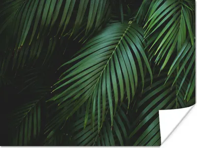 Produktbild von MuchoWow® Poster Palmenblätter - Palmen - Tropisch 160x120 cm - Foto Plakat