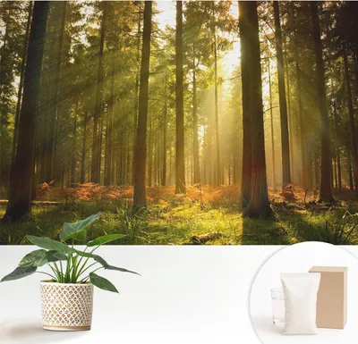 Obrázek produktu pro Samolepicí fototapeta – 152 x 104 cm – tapeta – nástěnná tapeta – nástěnné obrazy – samolepicí fólie – dekorativní fólie – tapetová fólie – stěna – dekorace – obývací pokoj – ráno v lese