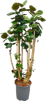 Obrázek produktu pro Trendyplants - Polyscias Fabian - Arálie - pokojová rostlina - výška 150-170 cm - velikost květináče Ø30cm