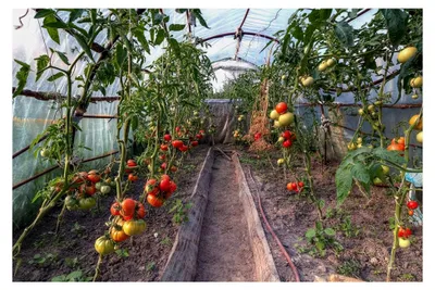 Produktbild von UV5 Gewächshausfolie in 4, 6 oder 8m Breite wählbar, Gartenfolie für Folientunnel, Frühbeet, Tomatenhaus, Treibhaus (6m Breite, 12m Länge)