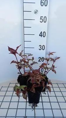 Obrázok produktu pre 6 x Persicaria micr. 'Red Dragon'® - sviečkovec - kvetináč 9 x 9 cm