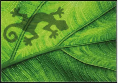 Produktbild von Wallario Wandbild Gecko Schatten auf grünem Blatt - Umriss, Größe: 70,30 x 100,30 cm, Poster mit schwarzem Aluminiumrahmen