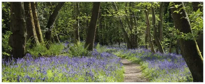 Produktbild von Wallario Wandbild aus Acryl, 125 x 50 cm, freischwebende Optik - Wiese voller blauer Hasenglöckchen im Wald