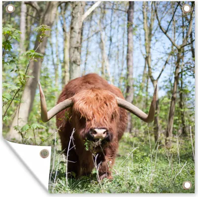 Produktbild von MuchoWow® 50x50 cm Outdoor-Poster Gartendeko Sichtschutz Garten Poster für den Garten  Schottischer Highlander - Wald - Schottische Kuh