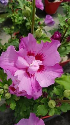 Image de Hibiscus syriacus Eruption® 'Mineru'/ Althéa rose violacé
