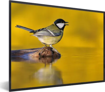 Produktbild von MuchoWow® Gerahmtes Poster Kohlmeise - Vogel - Wasser 80x60 cm - Poster mit Schwarzem Bilderrahmen Wandposter Rahmen Foto Bilder - Schwarzem - Mit Gestell