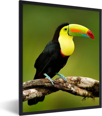 Produktbild von MuchoWow® Gerahmtes Poster Vogel - Tukan - Regenbogen - Grün - Zweig 60x80 cm - Poster mit Schwarzem Bilderrahmen Wandposter Rahmen Foto Bilder - Premium - Wanddeko Wohnzimmer