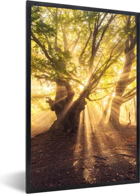 Produktbild von MuchoWow® Gerahmtes Poster Baum - Wald - Sonne 60x90 cm - Poster mit Schwarzem Bilderrahmen Wandposter Rahmen Foto Bilder - Kunst