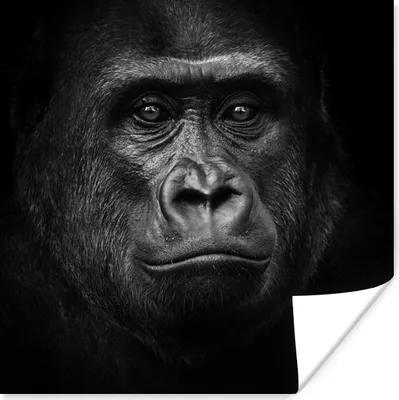 Produktbild von MuchoWow® Poster Gorilla - Schwarz - Weiß - Tiere - Porträt 50x50 cm - Wohnzimmerdekoration