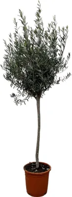 Produktbild von Trendyrostliny - Olivovník na kmeni - Odolný - Zahradní rostlina - Výška 150-170 cm - Velikost květináče Ø24cm - Olea Europaea na kmeni