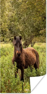 Produktbild von MuchoWow® Poster Pferd - Wald - Gras 60x120 cm - Wandschmuck