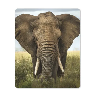 Produktbild von MuchoWow® Mauspad Mousepad Elefant - Natur - Gras - Tiere - Landschaft 30x40 cm - Mousepads - Maus Mat - Pad - Mausunterlage - Mausmatten