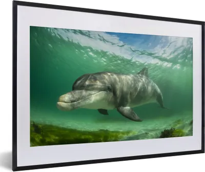 Produktbild von MuchoWow® MuchoWow® Gerahmtes Poster Delfin - Tiere - Wasser 60x40 cm - Poster mit zchwarzem Bilderrahmen - Schlafzimmer - Plakat in Rahmen - Drucken