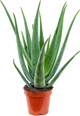Obrázek produktu pro Nieuwkoop Europe BV Aloe vera barbadensis, průměr 19 cm