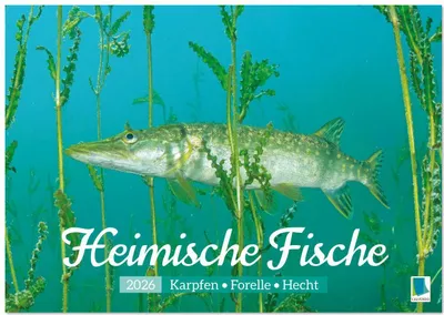 Produktbild von Heimische Fische: Karpfen, Forelle, Hecht (Tischkalender 2026 DIN A5 quer), CALVENDO Monatskalender