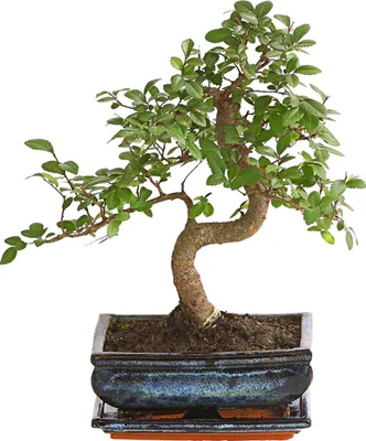 Produktbild von Dehner Bonsai Japanische Zelkove, Zelkova serrata, im Keramiktopf, gezackte Blätter, ca. 30-35 cm inkl. Keramiktopf, Topf 20 cm, Outdoor-Bonsai