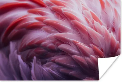 Produktbild von MuchoWow® Poster Federn - Flamingo - Rosa - Vogel 120x80 cm - Bilder