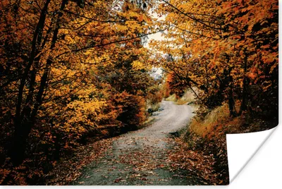Produktbild von MuchoWow® Poster Herbstwald - Weg - Laub - Ländlich 180x120 cm - Fotoplakat
